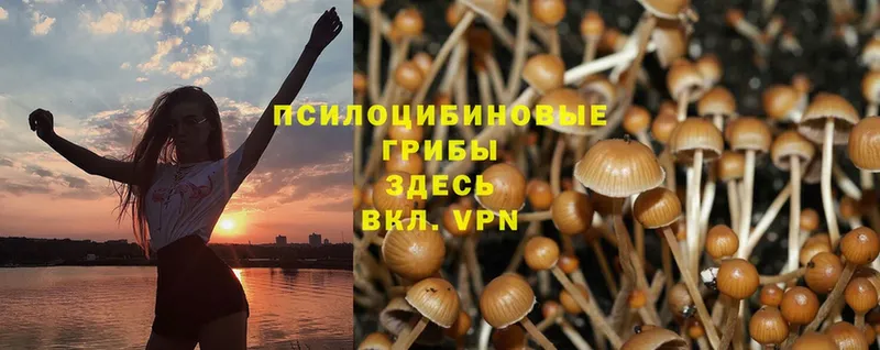 площадка клад  Райчихинск  Галлюциногенные грибы Psilocybine cubensis 