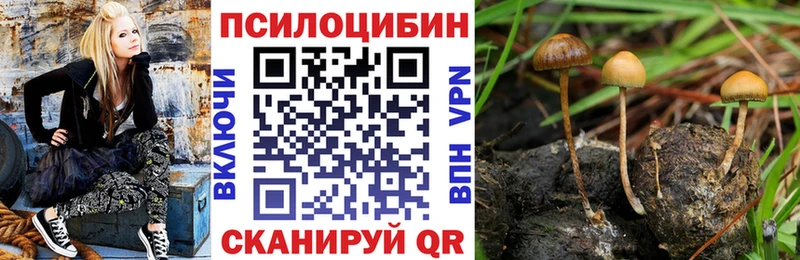 KRAKEN онион  Райчихинск  Псилоцибиновые грибы Psilocybe 